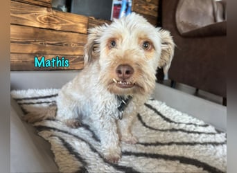 NOTFALL Mathis geb.8/22 (Deutschland) - kleiner Terrier-Mix sucht DRINGEND Pflegestelle/Zuhause!
