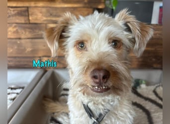 NOTFALL Mathis geb.8/22 (Deutschland) - kleiner Terrier-Mix sucht DRINGEND Pflegestelle/Zuhause!