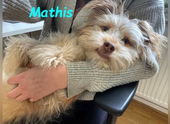 NOTFALL Mathis geb.8/22 (Deutschland) - kleiner Terrier-Mix sucht DRINGEND Pflegestelle/Zuhause!