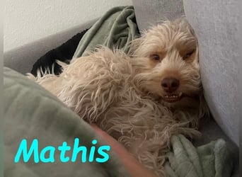 NOTFALL Mathis geb.8/22 (Deutschland) - kleiner Terrier-Mix sucht DRINGEND Pflegestelle/Zuhause!