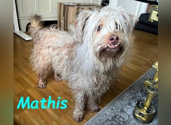 NOTFALL Mathis geb.8/22 (Deutschland) - kleiner Terrier-Mix sucht DRINGEND Pflegestelle/Zuhause!
