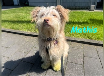 NOTFALL Mathis geb.8/22 (Deutschland) - kleiner Terrier-Mix sucht DRINGEND Pflegestelle/Zuhause!