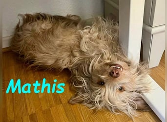 NOTFALL Mathis geb.8/22 (Deutschland) - kleiner Terrier-Mix sucht DRINGEND Pflegestelle/Zuhause!