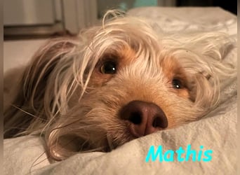 NOTFALL Mathis geb.8/22 (Deutschland) - kleiner Terrier-Mix sucht DRINGEND Pflegestelle/Zuhause!