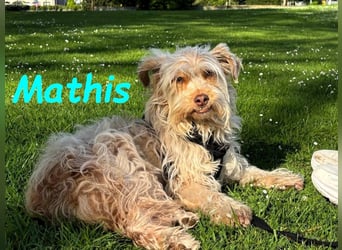 NOTFALL Mathis geb.8/22 (Deutschland) - kleiner Terrier-Mix sucht DRINGEND Pflegestelle/Zuhause!