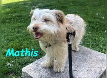 NOTFALL Mathis geb.8/22 (Deutschland) - kleiner Terrier-Mix sucht DRINGEND Pflegestelle/Zuhause!