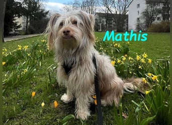 NOTFALL Mathis geb.8/22 (Deutschland) - kleiner Terrier-Mix sucht DRINGEND Pflegestelle/Zuhause!