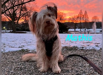 NOTFALL Mathis geb.8/22 (Deutschland) - kleiner Terrier-Mix sucht DRINGEND Pflegestelle/Zuhause!