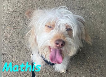 NOTFALL Mathis geb.8/22 (Deutschland) - kleiner Terrier-Mix sucht DRINGEND Pflegestelle/Zuhause!