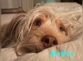 NOTFALL Mathis geb.8/22 (Deutschland) - kleiner Terrier-Mix sucht DRINGEND Pflegestelle/Zuhause!