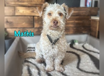 NOTFALL Mathis geb.8/22 (Deutschland) - kleiner Terrier-Mix sucht DRINGEND Pflegestelle/Zuhause!