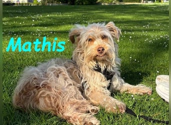 NOTFALL Mathis geb.8/22 (Deutschland) - kleiner Terrier-Mix sucht DRINGEND Pflegestelle/Zuhause!