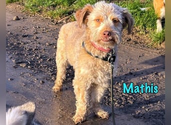 NOTFALL Mathis geb.8/22 (Deutschland) - kleiner Terrier-Mix sucht DRINGEND Pflegestelle/Zuhause!