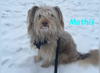 NOTFALL Mathis geb.8/22 (Deutschland) - kleiner Terrier-Mix sucht DRINGEND Pflegestelle/Zuhause!
