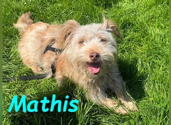 NOTFALL Mathis geb.8/22 (Deutschland) - kleiner Terrier-Mix sucht DRINGEND Pflegestelle/Zuhause!