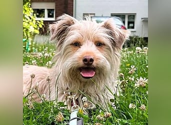 NOTFALL Mathis geb.8/22 (Deutschland) - kleiner Terrier-Mix sucht DRINGEND Pflegestelle/Zuhause!