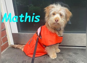 NOTFALL Mathis geb.8/22 (Deutschland) - kleiner Terrier-Mix sucht DRINGEND Pflegestelle/Zuhause!