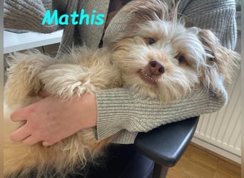 NOTFALL Mathis geb.8/22 (Deutschland) - kleiner Terrier-Mix sucht DRINGEND Pflegestelle/Zuhause!