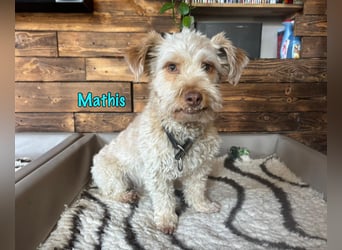 NOTFALL Mathis geb.8/22 (Deutschland) - kleiner Terrier-Mix sucht DRINGEND Pflegestelle/Zuhause!