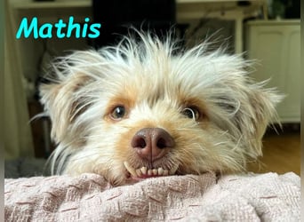 NOTFALL Mathis geb.8/22 (Deutschland) - kleiner Terrier-Mix sucht DRINGEND Pflegestelle/Zuhause!