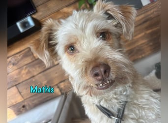 NOTFALL Mathis geb.8/22 (Deutschland) - kleiner Terrier-Mix sucht DRINGEND Pflegestelle/Zuhause!