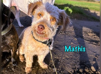 NOTFALL Mathis geb.8/22 (Deutschland) - kleiner Terrier-Mix sucht DRINGEND Pflegestelle/Zuhause!
