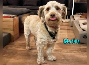 NOTFALL Mathis geb.8/22 (Deutschland) - kleiner Terrier-Mix sucht DRINGEND Pflegestelle/Zuhause!