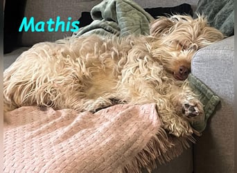 NOTFALL Mathis geb.8/22 (Deutschland) - kleiner Terrier-Mix sucht DRINGEND Pflegestelle/Zuhause!