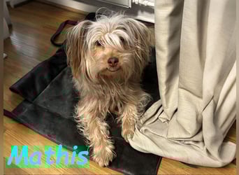 NOTFALL Mathis geb.8/22 (Deutschland) - kleiner Terrier-Mix sucht DRINGEND Pflegestelle/Zuhause!