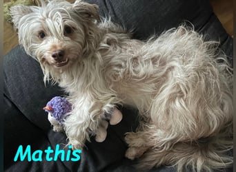 NOTFALL Mathis geb.8/22 (Deutschland) - kleiner Terrier-Mix sucht DRINGEND Pflegestelle/Zuhause!