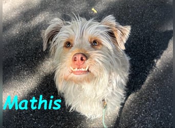 NOTFALL Mathis geb.8/22 (Deutschland) - kleiner Terrier-Mix sucht DRINGEND Pflegestelle/Zuhause!