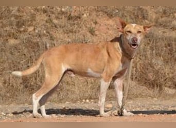 Banjo, neugierig und vertrauensvoll, ein Hund zum Liebhaben