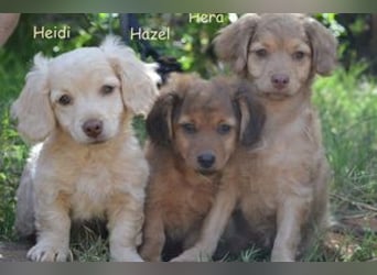 Heidi, Hazel und Hera, drei quirlige und menschenbezogene kleine Hundemädchen