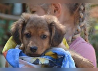 Hazel, Heidi und Hera, drei quirlige und menschenbezogene kleine Hundemädchen