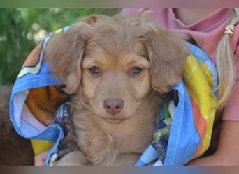 Hera, Hazel und Heidi, drei quirlige und menschenbezogene kleine Hundemädchen