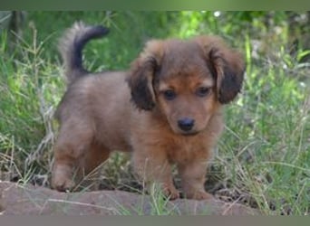 Hazel, Heidi und Hera, drei quirlige und menschenbezogene kleine Hundemädchen