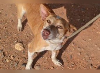 Banjo, neugierig und vertrauensvoll, ein Hund zum Liebhaben