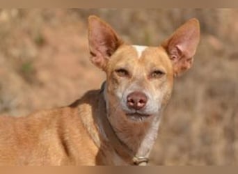 Banjo, neugierig und vertrauensvoll, ein Hund zum Liebhaben