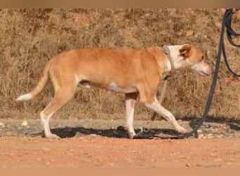 Banjo, neugierig und vertrauensvoll, ein Hund zum Liebhaben