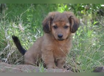 Hazel, Heidi und Hera, drei quirlige und menschenbezogene kleine Hundemädchen