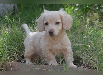 Heidi, Hazel und Hera, drei quirlige und menschenbezogene kleine Hundemädchen