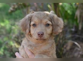 Hera, Hazel und Heidi, drei quirlige und menschenbezogene kleine Hundemädchen