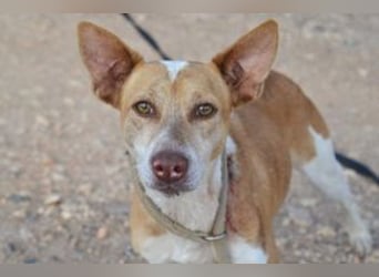 Banjo, neugierig und vertrauensvoll, ein Hund zum Liebhaben