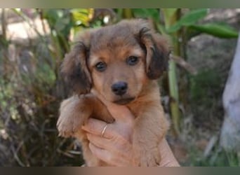 Hazel, Heidi und Hera, drei quirlige und menschenbezogene kleine Hundemädchen