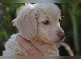 Heidi, Hazel und Hera, drei quirlige und menschenbezogene kleine Hundemädchen