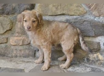 Hera, Hazel und Heidi, drei quirlige und menschenbezogene kleine Hundemädchen