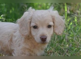Heidi, Hazel und Hera, drei quirlige und menschenbezogene kleine Hundemädchen