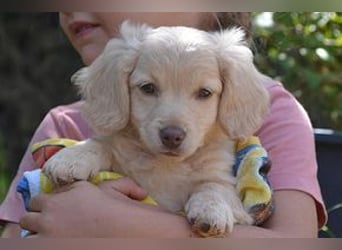 Heidi, Hazel und Hera, drei quirlige und menschenbezogene kleine Hundemädchen