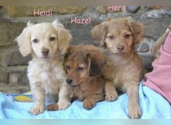 Heidi, Hazel und Hera, drei quirlige und menschenbezogene kleine Hundemädchen