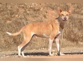 Banjo, neugierig und vertrauensvoll, ein Hund zum Liebhaben